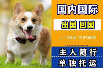 虹口区宠物托运公司虹口区宠物托运公司虹口区宠物托运公司